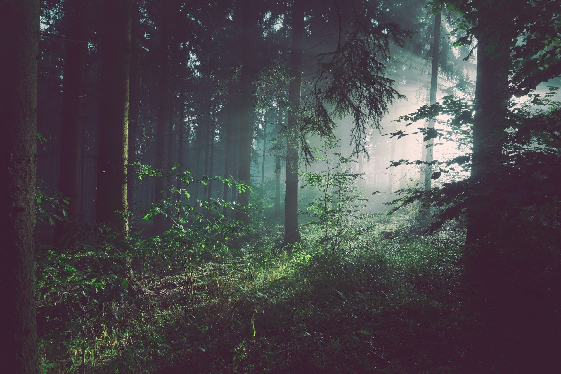 Pensiunea Valea Verde peisaj pădure